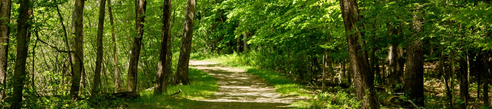 dirt-road-middle-forest-trees-sunny-day